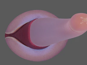 Lowpoly Tentacle Penis Sextoy Rigged 3D Model