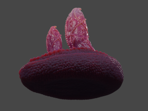 Double Dragon Penis Sextoy Rigged Modello 3D