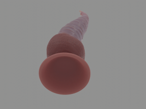 Tentacle Sextoy 4 Rigged Modèle 3D