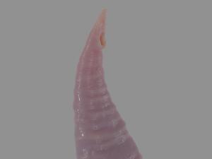 Tentacle Sextoy 4 Rigged Modèle 3D
