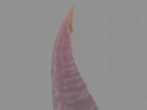 Tentacolo Sextoy 4 truccato Modello 3D