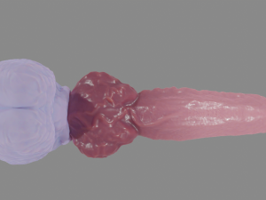 Alpha Werewolf Penis Sextoy Rigged Modelo 3D
