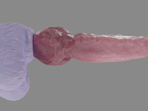 Alpha Werewolf Penis Sextoy Rigged Modelo 3D
