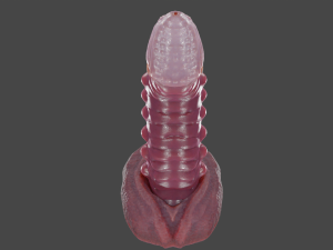 Nehil Dragon Furry Sextoy Rigged 3D 模型