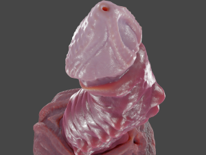 Nehil Dragon Furry Sextoy Rigged 3D 模型