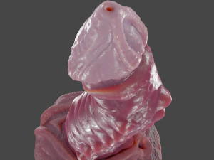Nehil Dragon Furry Sextoy Rigged 3D Model