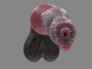 Jan Werewolf Furry Fantasy Sextoy 3D Model