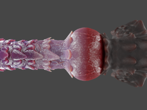 Spinnas Fantasy Furry Sextoy Rigged 3Dモデル