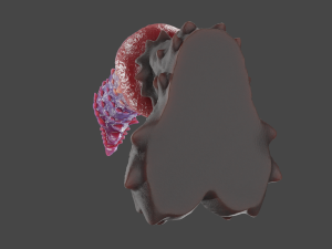 Spinnas Fantasy Furry Sextoy Rigged 3Dモデル
