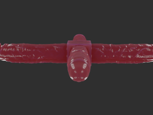 Quadrildo Sextoy Rigged 3D Модель