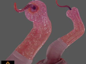Worm Tent&aacute;culo Fantasia Sextoy Rigged Modelo 3D
