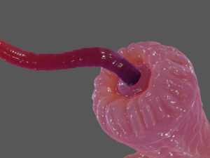 Worm Tentacle Fantasy Sextoy Rigged 3D Model