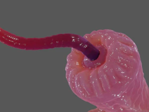 Worm Tentacle Fantasy Sextoy Rigged 3D Model