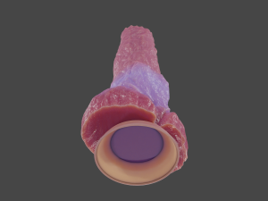 Fantasy Dog Sextoy Rigged 3D Model