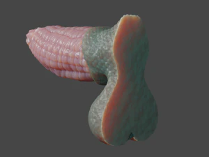Vashaar Fantasia Drag&atilde;o Sextoy Rigged Modelo 3D