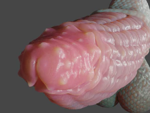 Vashaar Fantasia Drag&atilde;o Sextoy Rigged Modelo 3D