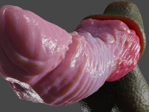 Borimor Fantasy Dragon Sextoy Rigged Model 3D