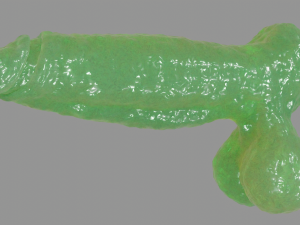 Slime Fantasy Penis and Balls Rigged Model 3D