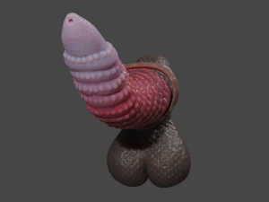 Zaell-2 Dragon Penis and Balls Rigged 3D 模型