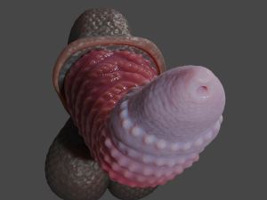 Zaell-2 Dragon Penis and Balls Rigged 3D 模型
