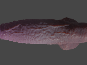 Dragonborn Fantasy Sextoy Rigged 3D Модель