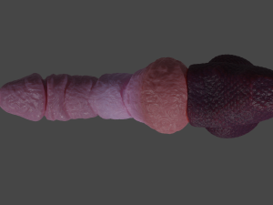 Korrinan Dragon Fantasy Sextoy Rigged Model 3D