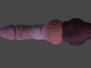 Korrinan Dragon Fantasy Sextoy Rigged 3D Model