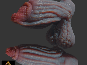 Drominor Dragon Fantasy Sextoy Rigged 3D Model