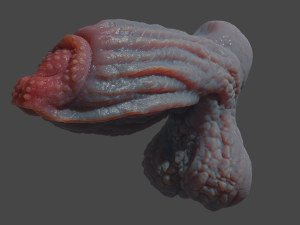 Drominor Dragon Fantasy Sextoy Rigged Modelo 3D