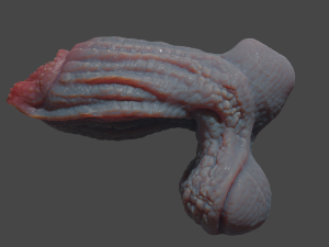 Drominor Dragon Fantasy Sextoy Rigged Modelo 3D