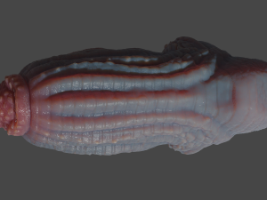 Drominor Dragon Fantasy Sextoy Rigged Modelo 3D