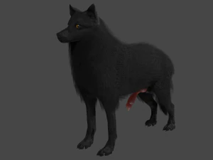 Wolf With Penis Rigged 3D Model