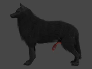 Wolf With Penis Rigged 3D Model