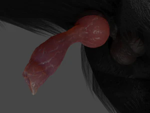 Wolf With Penis Rigged 3D Model