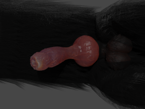 Wolf With Penis Rigged 3D Модель