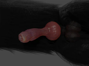 Wolf With Penis Rigged 3D Model