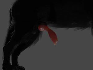 Wolf With Penis Rigged 3D Model