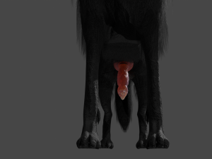 Wolf With Penis Rigged 3D Модель