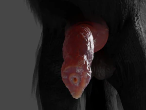 Wolf With Penis Rigged 3D Model