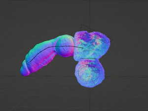 Hairy Werewolf Fantasy Penis Sextoy Rigged 3D Model
