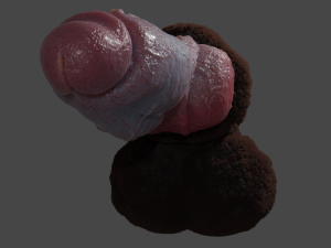 Hairy Werewolf Fantasy Penis Sextoy Rigged 3D 模型