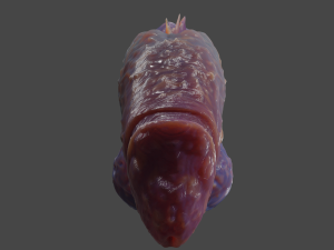 Fantasy Deep Sea Monster Penis Rigged 3D Model