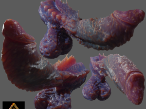 Fantasy Deep Sea Monster Penis Rigged 3D Model