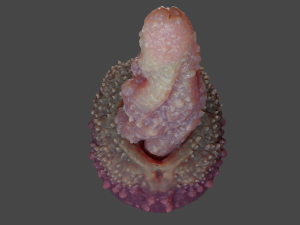 Mutant Tentacle Penis Sextoy Rigged 3D Model