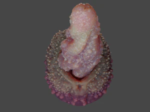 Mutant Tentacle Penis Sextoy Rigged 3D Model