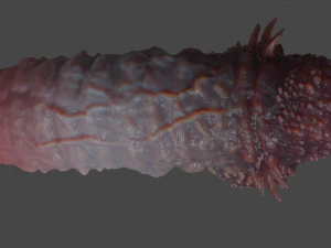 Demogorgon Demon Penis Rigged 3D Model