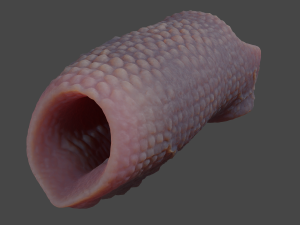 Fantasy Draco Penis Sheath Lowpoly Modelo 3D