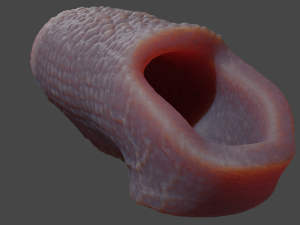 Fantasy Draco Penis Sheath Lowpoly Modelo 3D