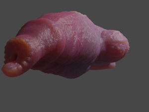 Fantasy Werewolf Penis Sheath 3D Model