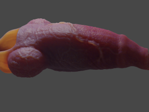 Fantasy Werewolf Penis Sheath 3D Model
